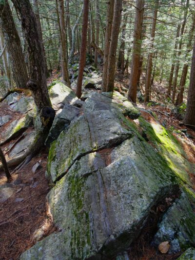 Arbutus Park Trail - Sturbridge, MA