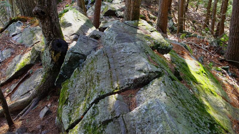 Arbutus Park Trail - Sturbridge, MA