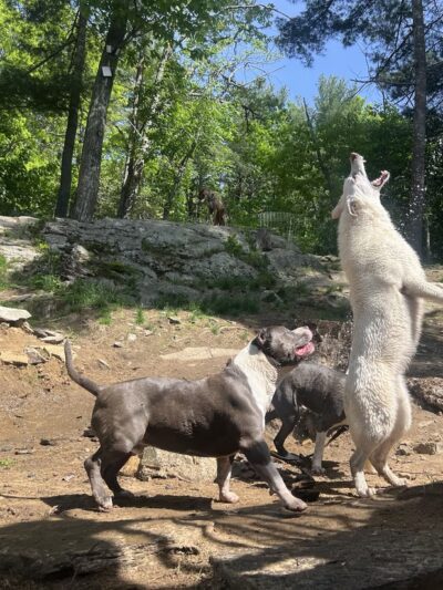 Big Hair Dog Training Services - Sturbridge, MA