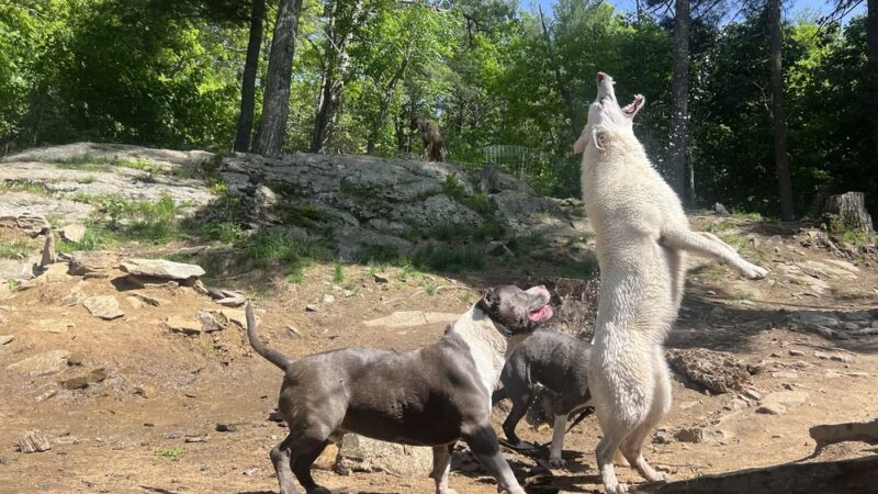 Big Hair Dog Training Services - Sturbridge, MA