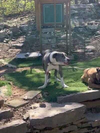 Big Hair Dog Training Services - Sturbridge, MA