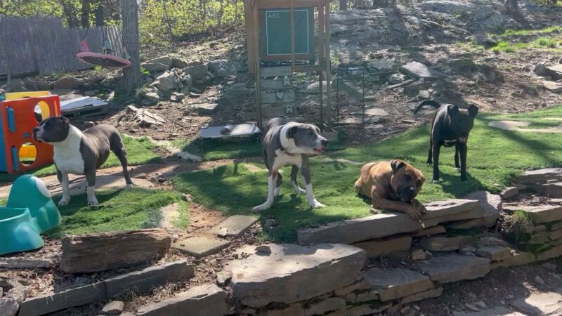 Big Hair Dog Training Services - Sturbridge, MA