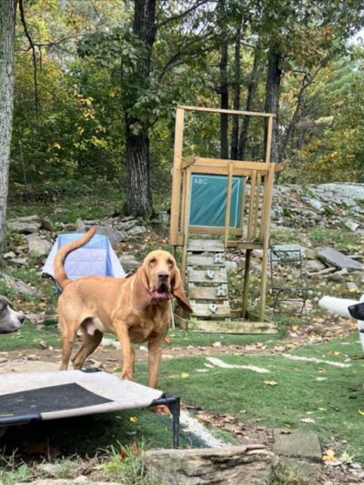 Big Hair Dog Training Services - Sturbridge, MA