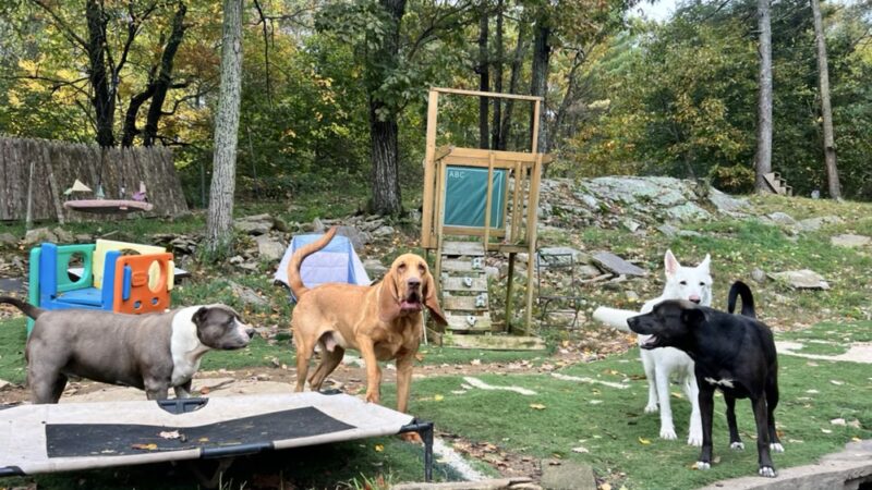 Big Hair Dog Training Services - Sturbridge, MA