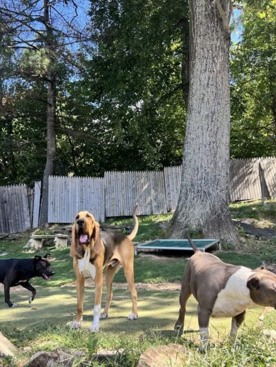 Big Hair Dog Training Services - Sturbridge, MA