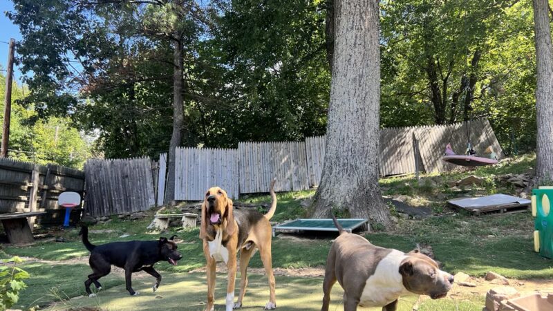 Big Hair Dog Training Services - Sturbridge, MA