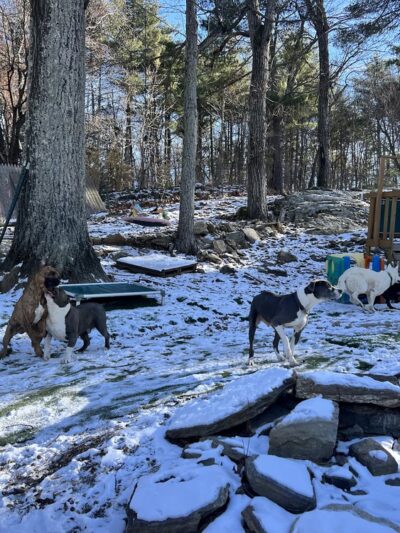 Big Hair Dog Training Services - Sturbridge, MA