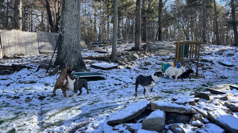 Big Hair Dog Training Services - Sturbridge, MA