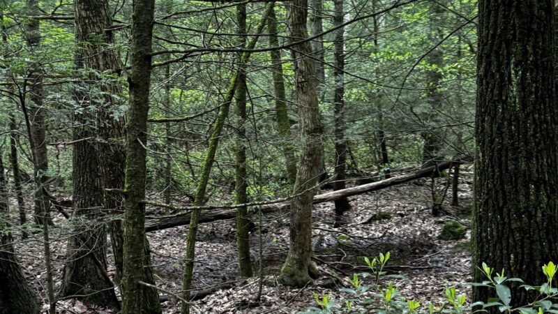 Heins Farm Trail - Sturbridge, MA