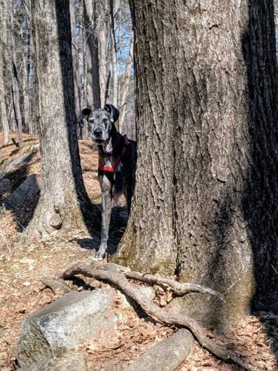 Lindsay Loves Pets - Sturbridge, MA