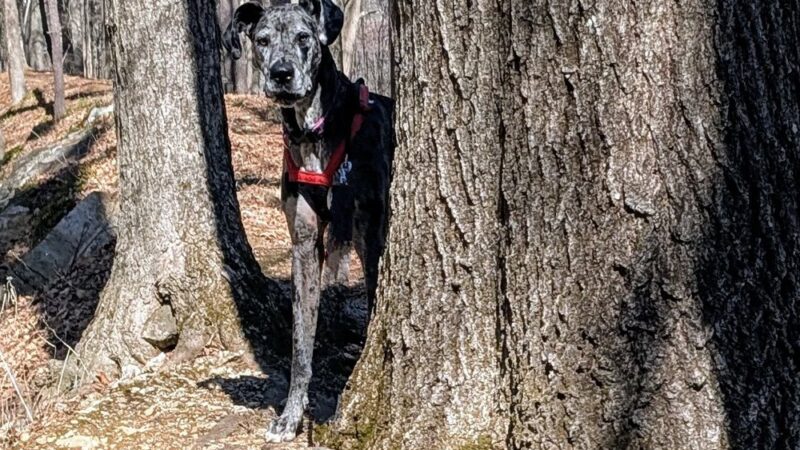 Lindsay Loves Pets - Sturbridge, MA