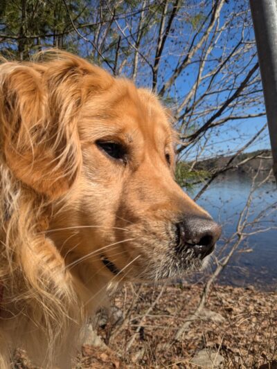 Lindsay Loves Pets - Sturbridge, MA