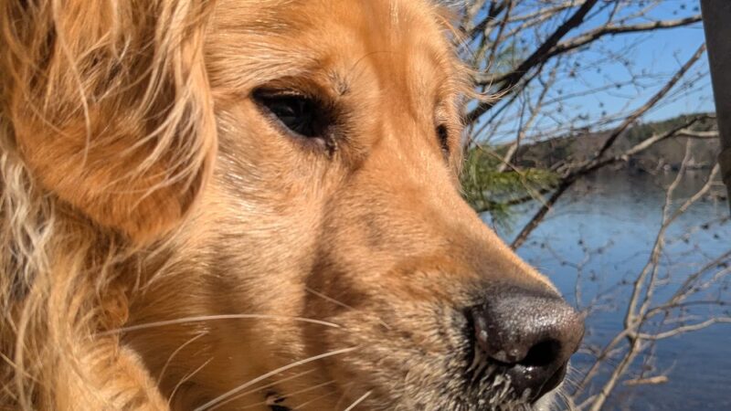 Lindsay Loves Pets - Sturbridge, MA