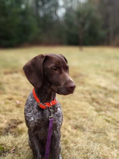 Lindsay Loves Pets - Sturbridge, MA