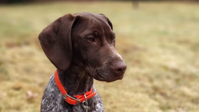 Lindsay Loves Pets - Sturbridge, MA
