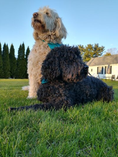 Lindsay Loves Pets - Sturbridge, MA