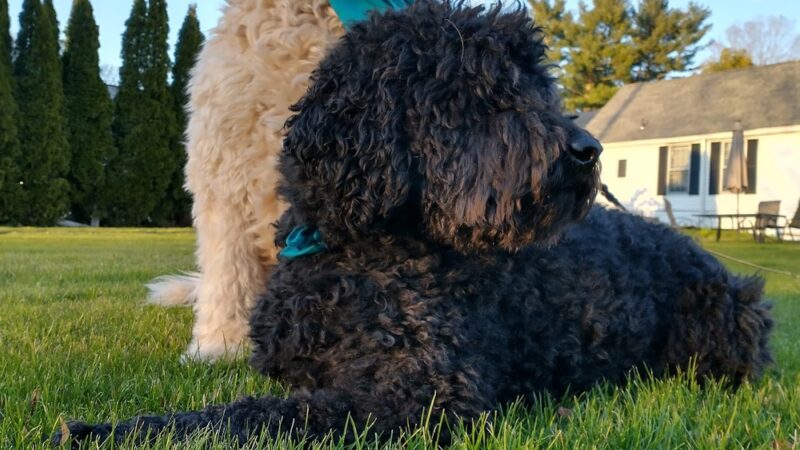 Lindsay Loves Pets - Sturbridge, MA