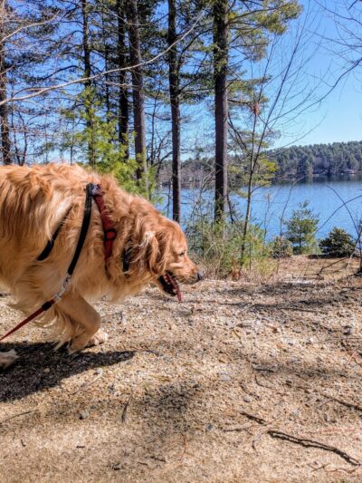 Lindsay Loves Pets - Sturbridge, MA