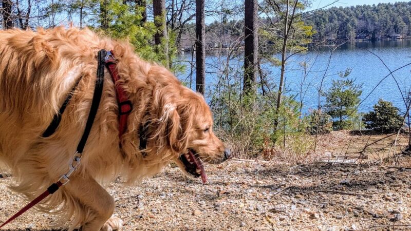 Lindsay Loves Pets - Sturbridge, MA