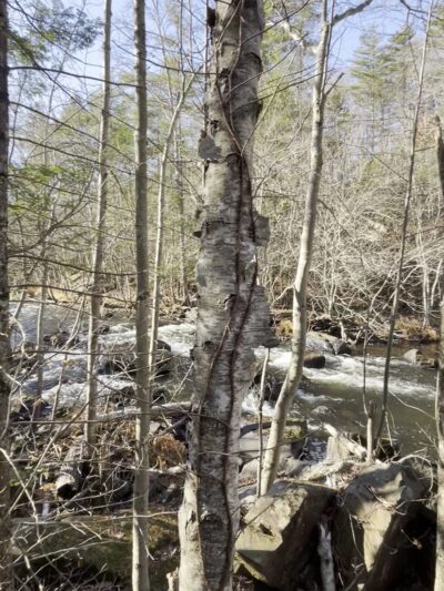 Old Trolley Line Walking Trail - Sturbridge, MA
