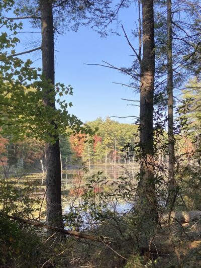 Opacum Woods - Sturbridge, MA