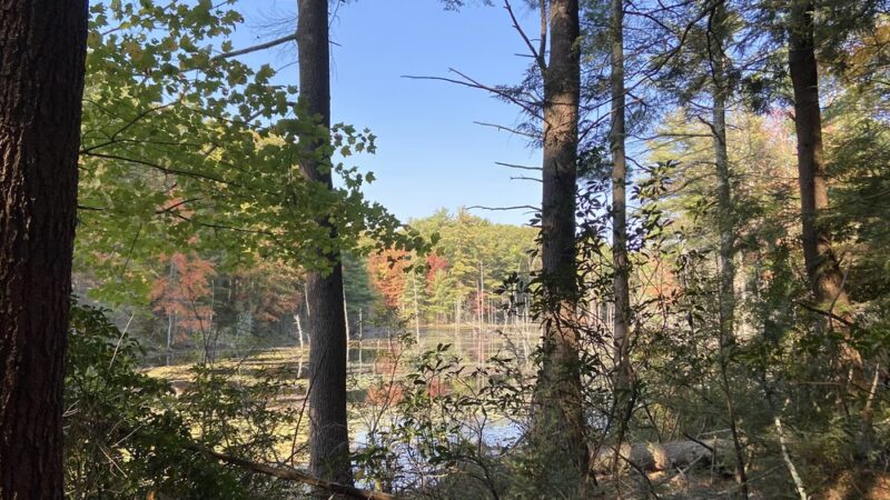 Opacum Woods - Sturbridge, MA