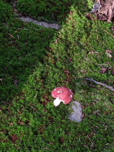 Opacum Woods - Sturbridge, MA