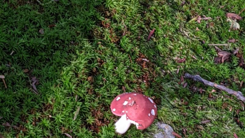 Opacum Woods - Sturbridge, MA