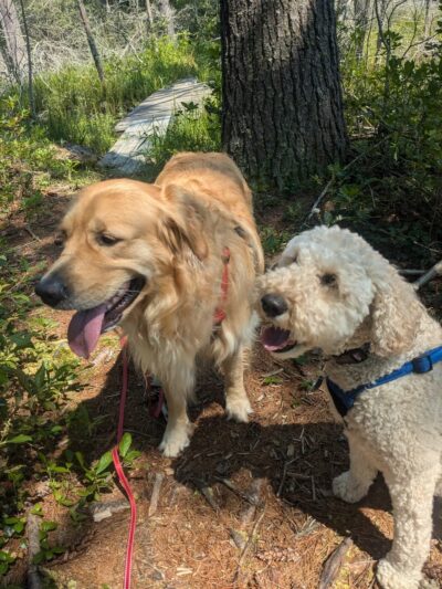 Opacum Woods - Sturbridge, MA
