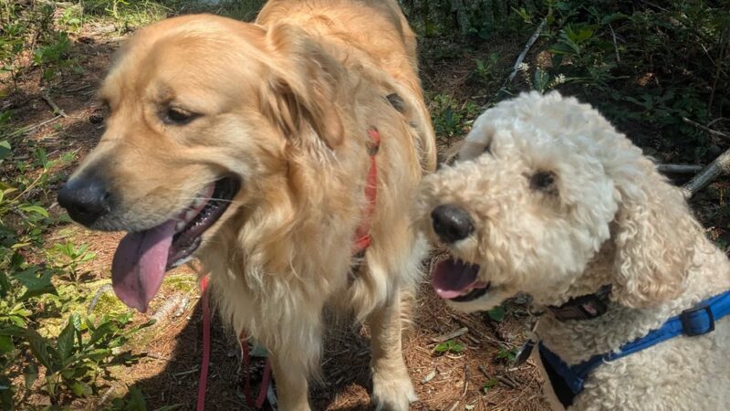 Opacum Woods - Sturbridge, MA