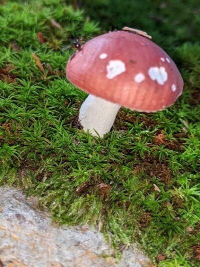 Opacum Woods - Sturbridge, MA