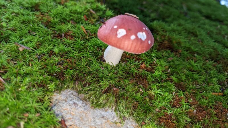 Opacum Woods - Sturbridge, MA