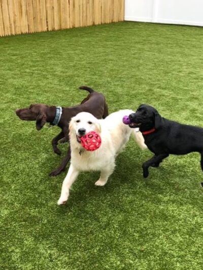 Paw Plaza - Sturbridge, MA