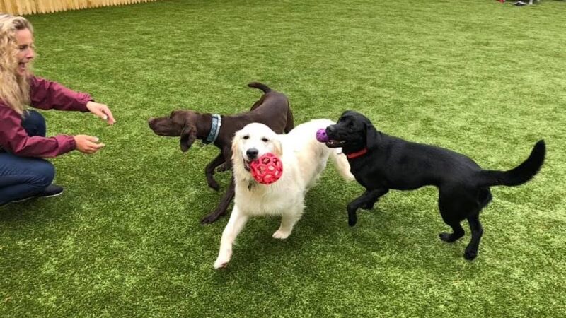 Paw Plaza - Sturbridge, MA