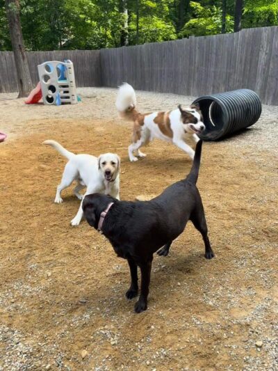 Paw Plaza - Sturbridge, MA