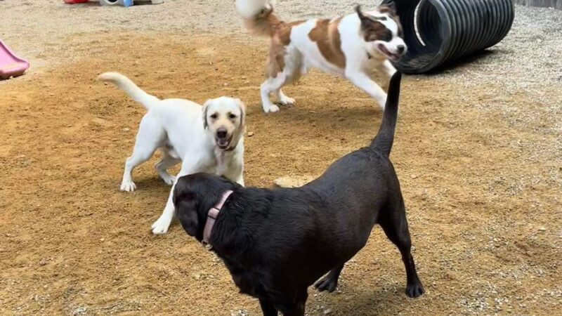 Paw Plaza - Sturbridge, MA