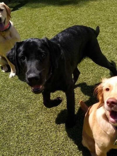 Paw Plaza - Sturbridge, MA