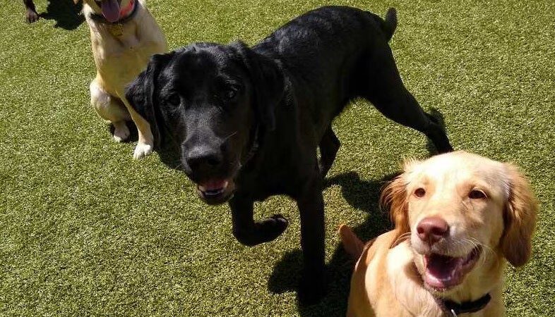 Paw Plaza - Sturbridge, MA