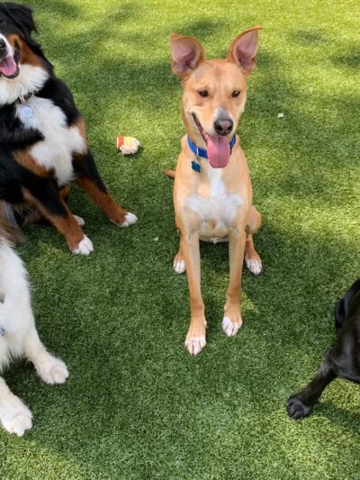 Paw Plaza - Sturbridge, MA