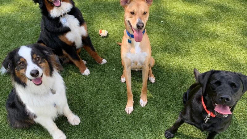 Paw Plaza - Sturbridge, MA