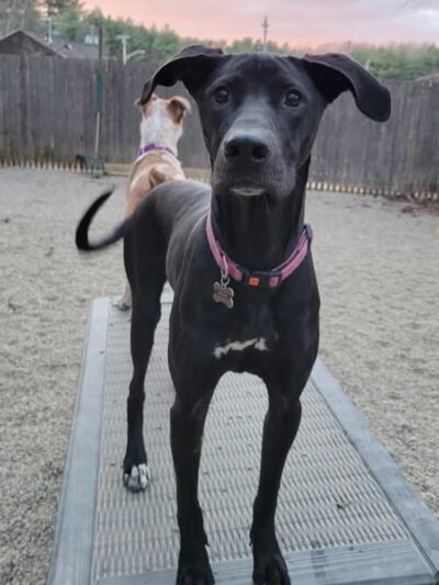 Paw Plaza - Sturbridge, MA