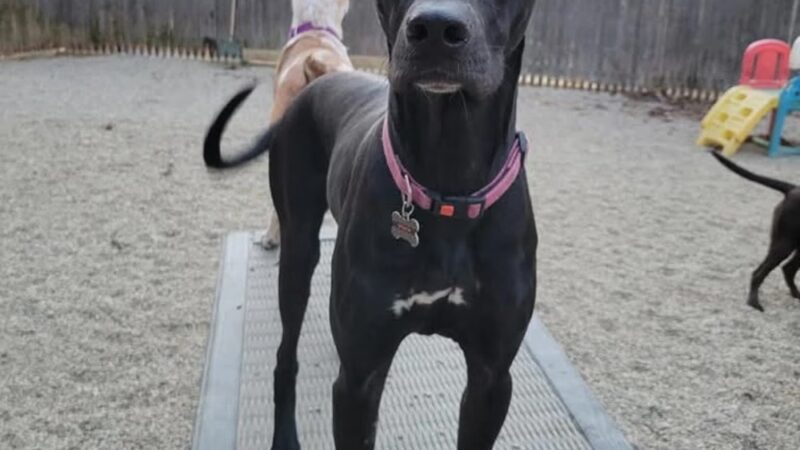 Paw Plaza - Sturbridge, MA