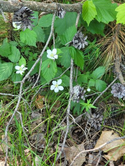 Sturgeon Lake City Park - Sturgeon Lake, MN