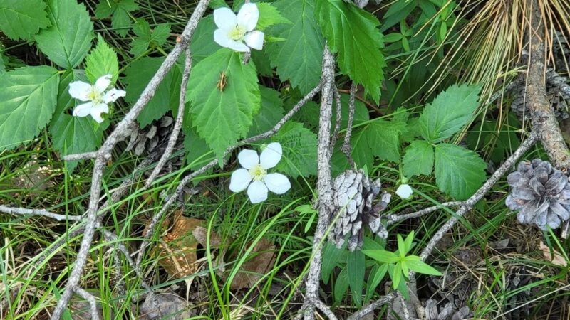 Sturgeon Lake City Park - Sturgeon Lake, MN