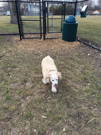 Sturtevant Dog Park - Sturtevant, WI
