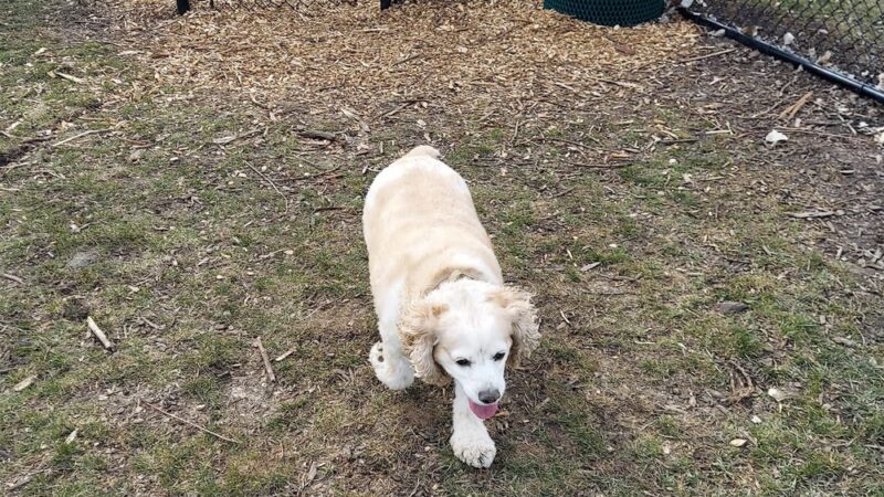 Sturtevant Dog Park - Sturtevant, WI