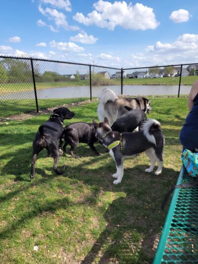 Sturtevant Dog Park - Sturtevant, WI