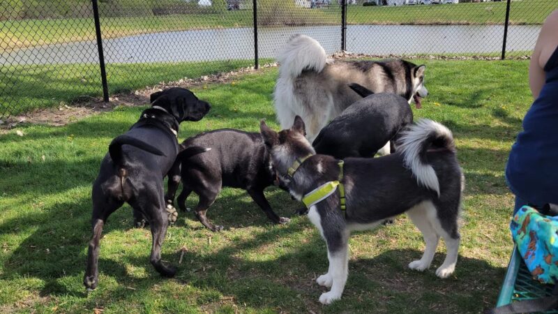 Sturtevant Dog Park - Sturtevant, WI