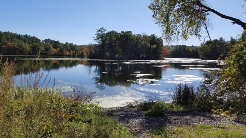Carding Mill Pond - Sudbury, MA
