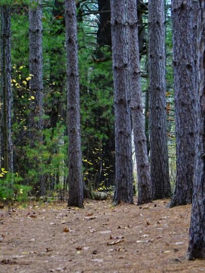 Carding Mill Pond - Sudbury, MA